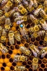 3. nagrada - Matica in roj - Jasim Suljanović